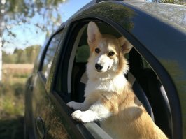 Пока щенки ,так просто игрушки,немного  подрастут чуть по солидней становятся.