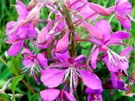 Чай на основе кипрея пили в России.имбирь, лавровый лист, стручковый перец, кардамон, корица, мята, гвоздика были не по карману простым смертным.Такой чай весьма успешно продавался в Европу и Англию.