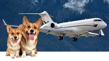 А вот самолёт для перевозки корги. За подробностями - к жене вице-премьера Шувалова.
