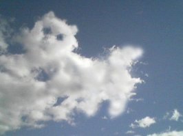 Котик, уснувший в прозрачном гамаке, снова подтвердил теорию о жидкости и стал мемом