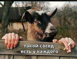 Засранцы и дятлы: соседи, которые портят нашу жизнь