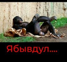 Египтянку посадили на 3 года за домогательства к обезьяне