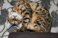 Побережье Курил завалило селедкой