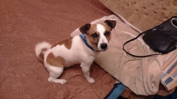 У меня джек рассел терьер так же себя ведет)