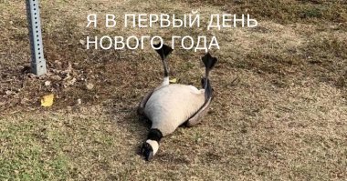 Американский гусь показал, чем грозит передозировка антидепрессантов