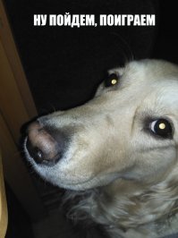 джек-рассел страшный и непредсказуемый зверь :) уважаю Ваше терпение. у меня все проще: