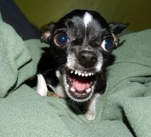 Вот что не похоже на собаку, так это шавки системы дрищтерьер, особенно упакованные в какуюто подмышечную сумку..