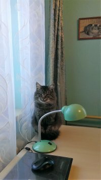 А наше чудо даже не обращает внимание на ёлку)))