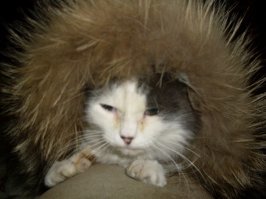 Немного новогодних котеек