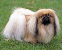 Слишком уж сильно различные породы собак отличаются друг от друга, чтобы можно было поверить во всё перечисленное. К примеру, сомнительно, что угол обзора у пекинеса и лайки одинаков.


Вообще, ученые - забавные товарищи. Они могут из пары окаменевших косточек полностью воссоздать и описать ископаемого ящера, которого ни разу не видели, и в то же время тот факт, что курица, которая живет рядом с человеком не одно тысячелетие, обладает обонянием, установили не так давно, расшифровав геном этой птицы.