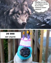 18 собак, которые похожи на кого угодно, только не на собак