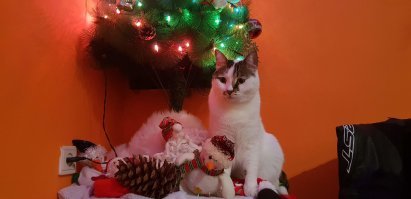 Немного новогодних котеек