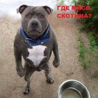 18 собак, которые похожи на кого угодно, только не на собак