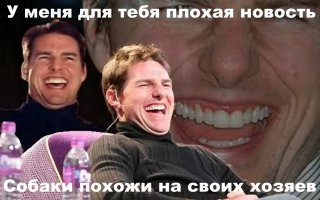 Правда ли, что все собаки — дальтоники