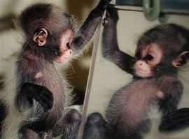 Я так выгляжу, когда смотрю на себя в зеркало.