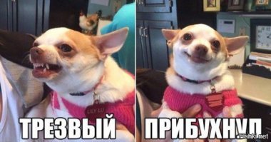 18 собак, которые похожи на кого угодно, только не на собак