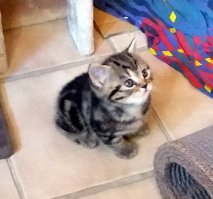 Моё новогоднее чудо...