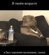 18 собак, которые похожи на кого угодно, только не на собак