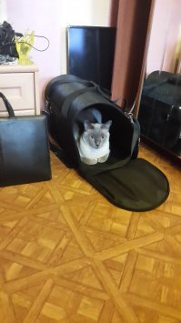 Я Вас поддерживаю) А тут кот узнал что едим на дачу. У меня всегда на готове переноска.