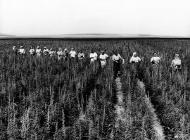 Пенька решила бы их намного быстрее.