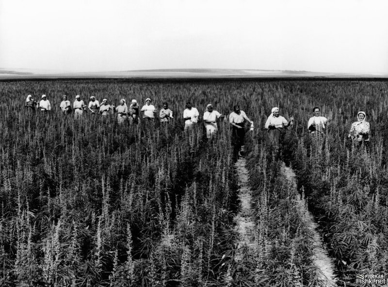 Пенька решила бы их намного быстрее.
