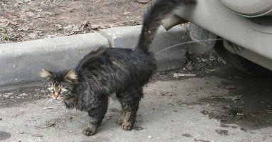 Там ещё и противопарковочная система "Псык".