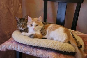 Для чего нужен интернет? Чтобы делиться фотками котиков!