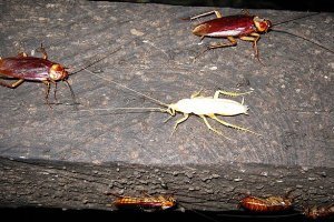 Продам домашних альбиносов!
Не прихотливы, не требуют ухода к лотку приучены! Паспорт породы прилагается к каждому.
Ласковые и доброжелательные - не кусаютяся, любят своих хозяев в любом виде