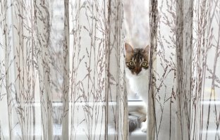 Для чего нужен интернет? Чтобы делиться фотками котиков!