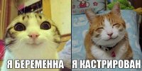 Беременная корова сбежала из грузовика, чтобы спасти теленка от скотобойни