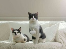 Хороший пост ! Коты одобряют !