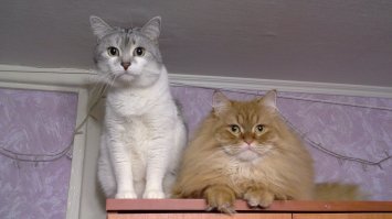 Для чего нужен интернет? Чтобы делиться фотками котиков!