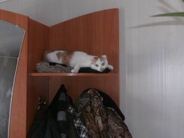 Для чего нужен интернет? Чтобы делиться фотками котиков!