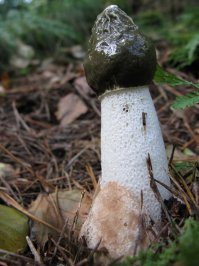 Немного не в тему. По нашему - веселка ОБЫКНОВЕННАЯ, на латыни - фалюсс НЕСКРОМНЫЙ:)