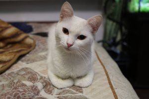 Для чего нужен интернет? Чтобы делиться фотками котиков!