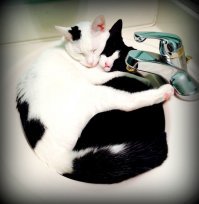 Для чего нужен интернет? Чтобы делиться фотками котиков!