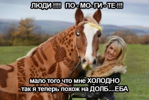 Британский парикмахер превращает лошадей в настоящие произведения искусства