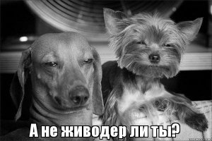 Депутат Заксобрания предложил запретить посещать цирки несовершеннолетним