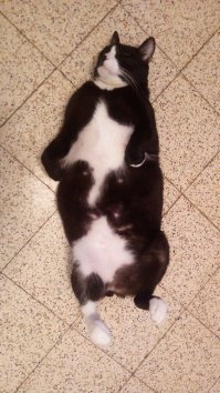 А мой обожает лежать по стойке смирно.