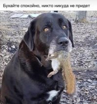 Гигантский голубой тунец был продан с аукциона за $3,1 млн