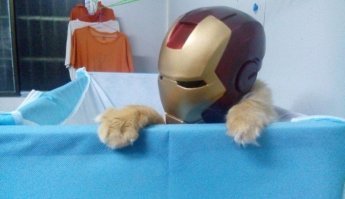 Художник изображает кошек в образах супергероев Marvel и DC Comics