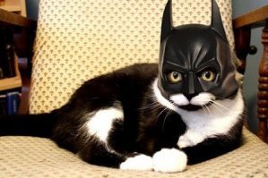Художник изображает кошек в образах супергероев Marvel и DC Comics