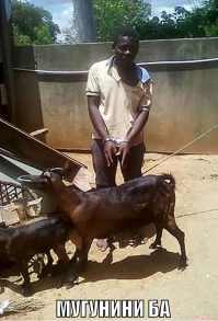 Любовь «по согласию» с козой окончилась в полицейском участке