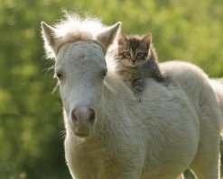 Для чего нужен интернет? Чтобы делиться фотками котиков!