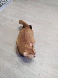 Для чего нужен интернет? Чтобы делиться фотками котиков!