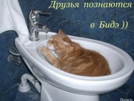 Герои, которые нестандартно использовали биде и остались этим довольны