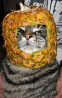 Прикольные и смешные картинки