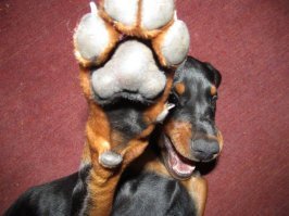 Весёлый гид по породам собак