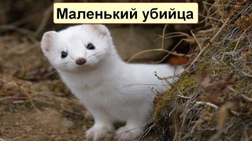 Кровожадный горностай завалил кролика, большего его в четыре раза