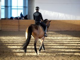Стричь всё равно приходится: зимой лошади работают в помещении, потеют, а потом мёрзнут в сырой шерсти...